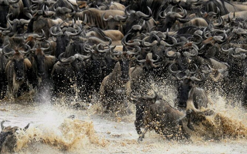 Stay 4 Nights and Pay 3 Nights Only at Serengeti Under Canvas Camp Tanzania